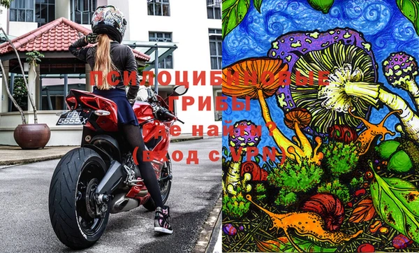 стаф Вязьма
